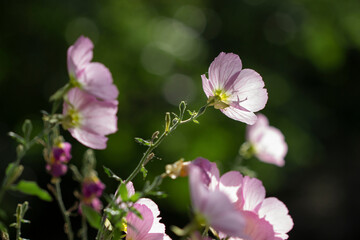 Pink flowers in the daylight