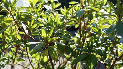 日差しを浴びる石楠花の葉
