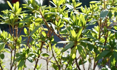 日差しを浴びる石楠花の葉