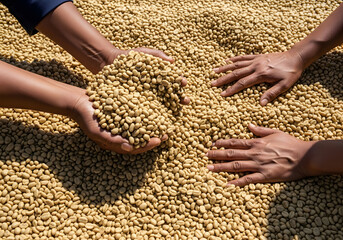 Hands Sorting Raw Green Coffee Beans During Sun Drying Process
