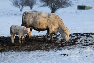 Naklejka premium cows and little calf on a farm
