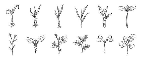Fototapeta premium Collection of hand-drawn plant seedlings and microgreens in a black and white doodle style, showing various stages of early growth with roots, stems, and leaves for botanical illustration