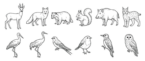 Obraz premium Hand-drawn collection of forest animals and birds including a deer, fox, badger, squirrel, owl, and stork in a detailed black and white sketch style illustration set