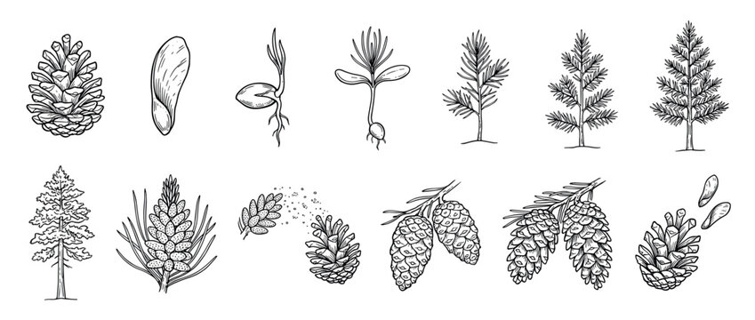 Hand-drawn pine tree life cycle illustration set showing botanical growth stages from a winged seed and sprout to a mature conifer with cones and pollen
