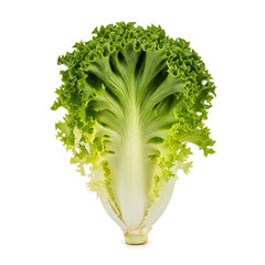 Fresh Green Fris&eacute;e Lettuce Head Isolated on White Background