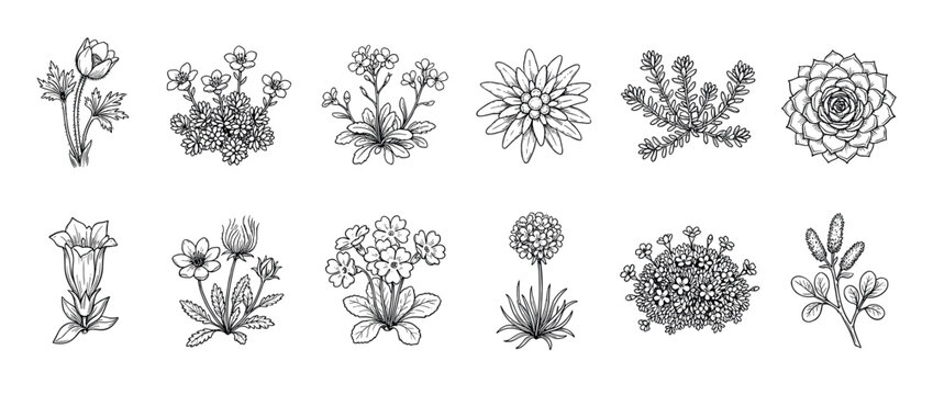 Set of twelve hand-drawn alpine flowers and mountain plants in a detailed black and white botanical line art style, showcasing various species like edelweiss and gentian