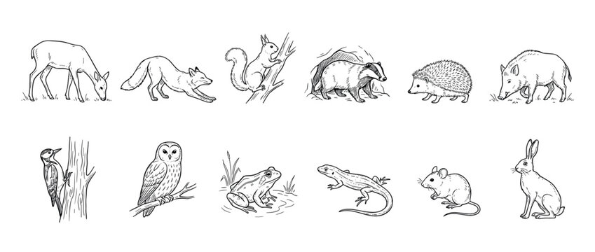 Collection of black and white forest animal sketches including a deer, fox, squirrel, badger, hedgehog, and owl, depicted in a simple hand-drawn doodle style for various creative uses