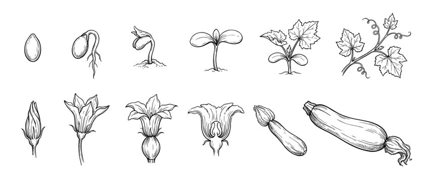 Zucchini plant life cycle illustration set showing growth stages from seed germination to mature vegetable in a detailed hand-drawn botanical sketch style