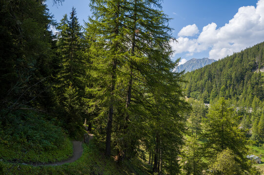 A narrow path winds through dense green pine trees, with sunlight illuminating the forest canopy and distant alpine peaks under a bright blue sky.