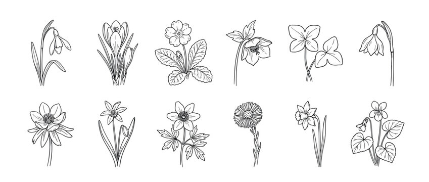 Set of hand drawn spring flower illustrations in a minimalist black and white line art style, featuring snowdrop, crocus, primrose, daffodil, and other primroses for botanical design