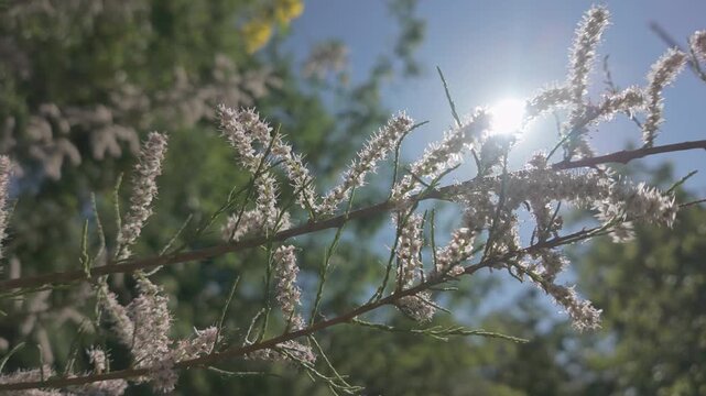 Close-up of small flowers on French tamarisk, Tamarix gallica swaying in the wind against blue sky background on a sunny spring day, backlit by the sun