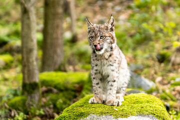 Obraz premium Lynx in green forest with tree trunk. Wildlife scene from nature. Playing Eurasian lynx, animal behaviour in habitat. Wild cat from Germany. Wild Bobcat between the trees