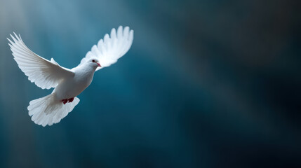 White dove bird flying wing sky freedom peace hope White dove flying with open wing blue sky, gentle light ray create peaceful hopeful atmosphere