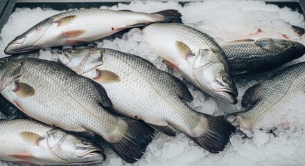 Obraz premium Freshly caught fish lie on a bed of crushed ice, glistening under bright lights