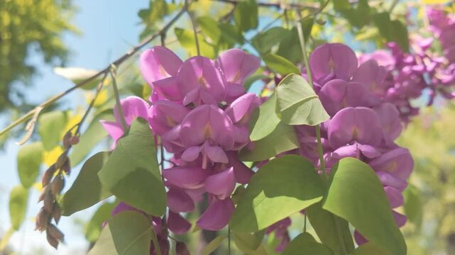 Close-up of clusters with pink flowers of Rose Acacia or Bristly locust, Robinia hispida swaying in the spring breeze on a sunny day against a blue sky background