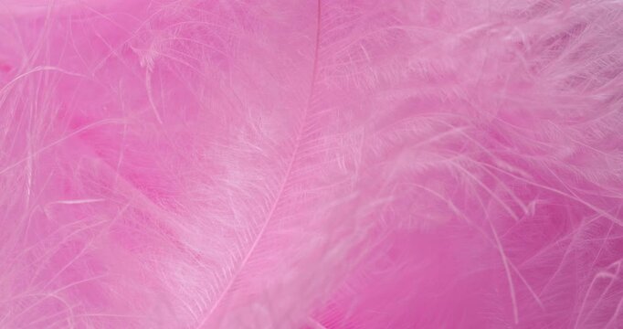 Macro Pink Feather Texture Background. Close-up abstract video showcasing delicate, fluffy pink feathers with soft textures and subtle drifting motion in a pastel-filled frame.