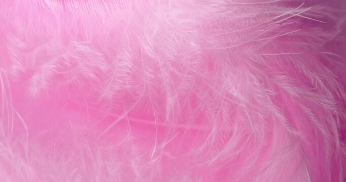 Macro Pink Feather Texture Background. Close-up abstract video showcasing delicate, fluffy pink feathers with soft textures and subtle drifting motion in a pastel-filled frame.