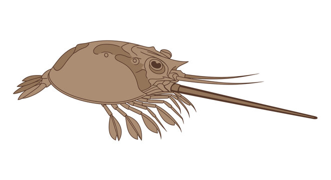 Illustration of a detailed brown aquatic crustacean with long antennae and multiple legs.
