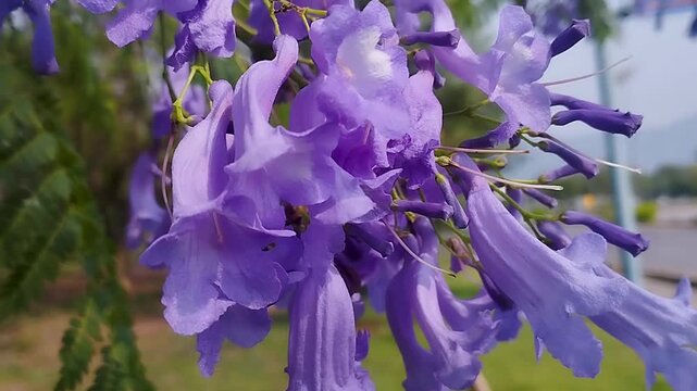a close-up of the flowers from a blue jacaranda tree (Jacaranda mimosifolia)