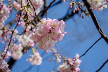 Obraz premium Cherry branches reaching for the blue sky 