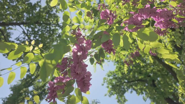 View from below of a branch with many pink flowers of the Rose Acacia or Bristly locust, Robinia hispida swaying in the breeze against a blue sky, sunrays shining through the inflorescences, backlit 