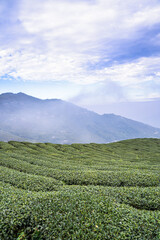 Terraced Tea Plantation on a Green Mountain Hillside