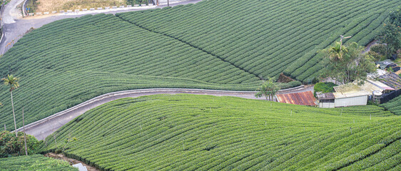Terraced Tea Plantation on a Green Mountain Hillside