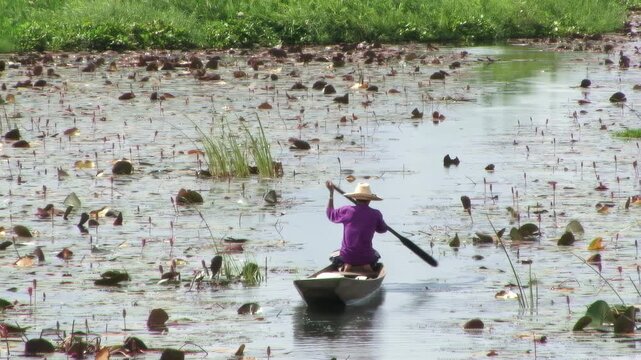 Thai fisherman rowing a small wooden boat in a lotus lake with aquatic plants in Nong Khai, Thailand. 