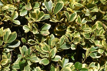 フクリンマサキの葉　背景素材