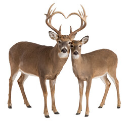 Obraz premium romantic deer couple consisting of a buck and a doe where the antlers form a heart shape isolated on a transparent background