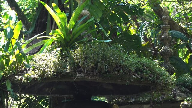 Exploring Castillo de Edward James in Xilitla, San Luis Potosi, Mexico and its unique plant life and structures