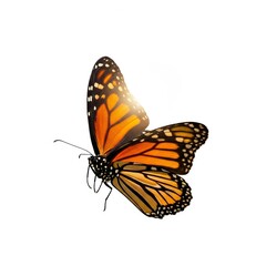 Fototapeta premium Monarch Butterfly Close Up with Orange and Black Wings on White