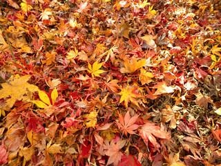 落葉した鮮やかなカエデの葉 