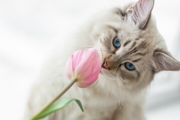 A charming blue-eyed kitten sniffs a pink tulip. Valentine's Day. Selective focus. Nevsky Masquerade kitten.