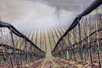 Ground fog in the southern Styrian wine country in winter