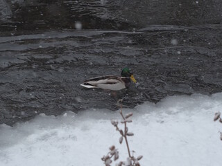 Birds in winter, how birds live, who can be found in winter, mallard on ice, the life of a mallard duck, conquer wild ducks.