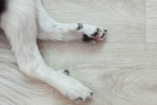 Close-up of dog paws with dewclaws on white wooden background.