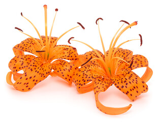 Two orange tiger lily flowers with black spots isolated on white background