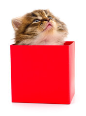 Small fluffy kitten peeking out from a bright red gift box on white background