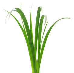Fresh green grass blades growing upwards isolated on white background