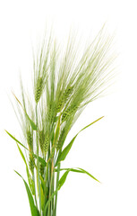 Fototapeta premium Green ears of barley with long awns isolated on white background