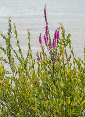 Purple-loosestrife Plant