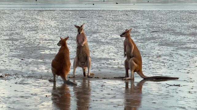 Two young male kangaroos engage in playful sparring on a sandy beach as a young female approaches and attempts to interrupt the interaction.