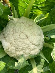 Fresh organic white cauliflower plant with green leaves grows in a natural garden as a raw vegetarian ingredient for a healthy diet