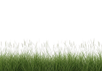 A serene landscape featuring lush green grass isolated on transparent background with tall blades swaying gently
