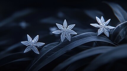 Star-like flowers with pointed petals and dark green leaves.