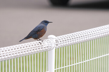 フェンスにとまるイソヒヨドリ