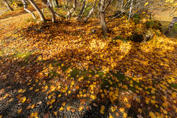 佐渡の紅葉山公園