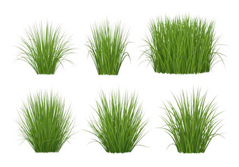 A set of six different grass clumps isolated on transparent background for design and decoration purposes