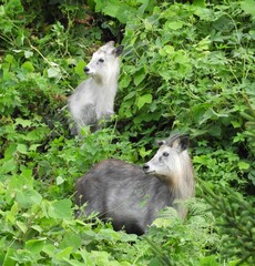 ニホンカモシカの親子